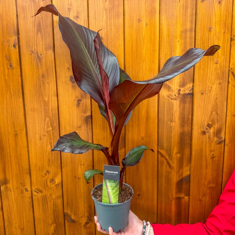Banánovník červený (Ensete ventricosum) ‘MAURELII’ -  výška 50-60 cm, kont. C1,5L